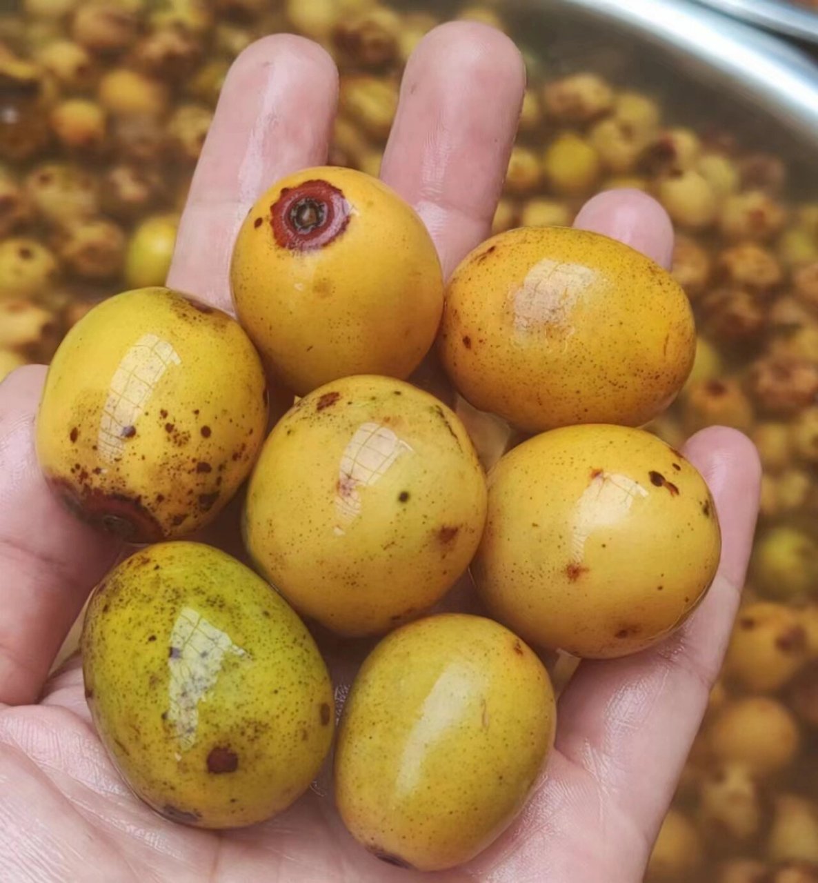 "助力乡村振兴,我能助农增收"-酸枣糕 1.