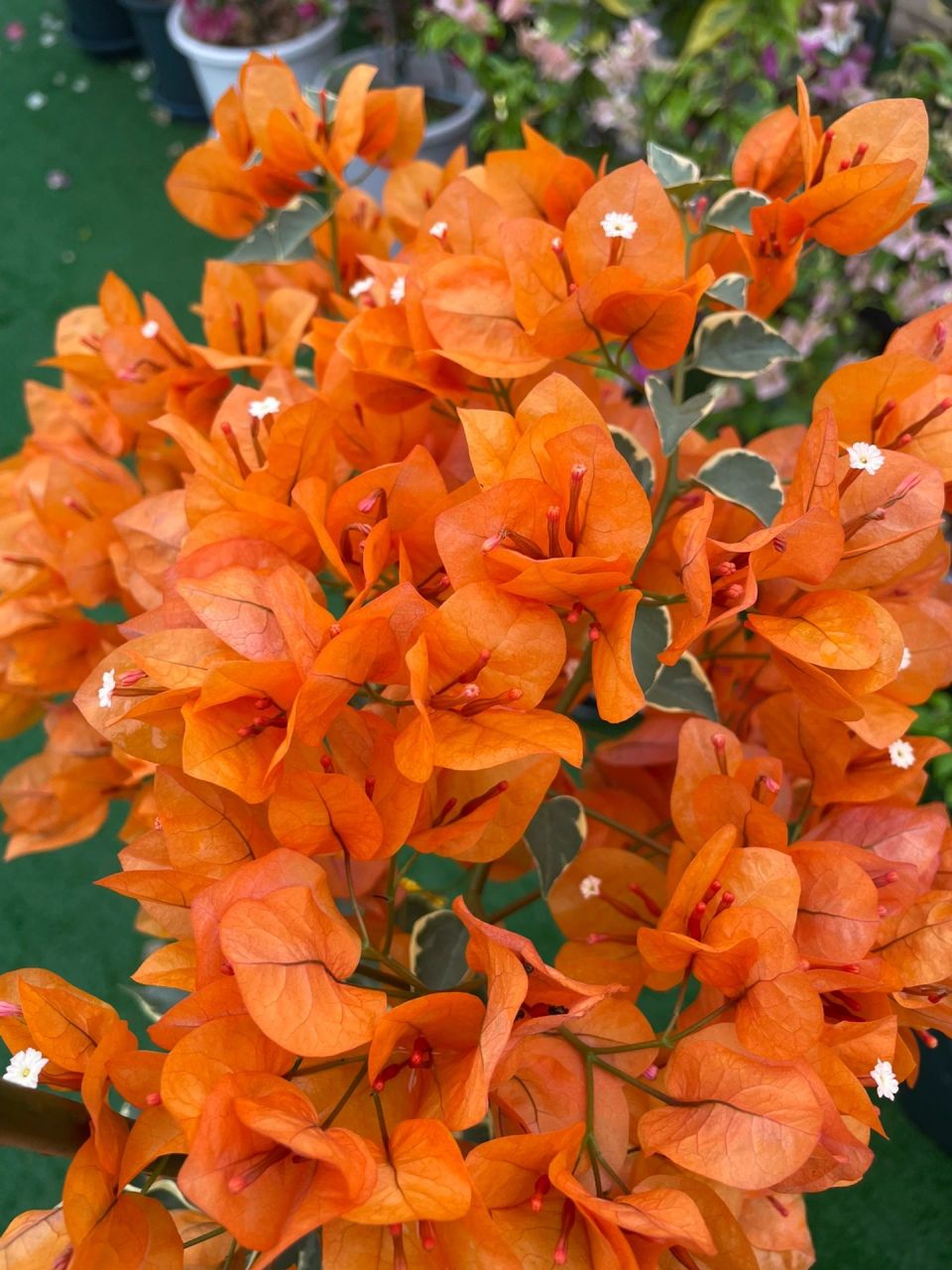 橙色条纹/小斑叶橙黄三角梅 冬季的它,开出如此热烈的颜色,爱了!