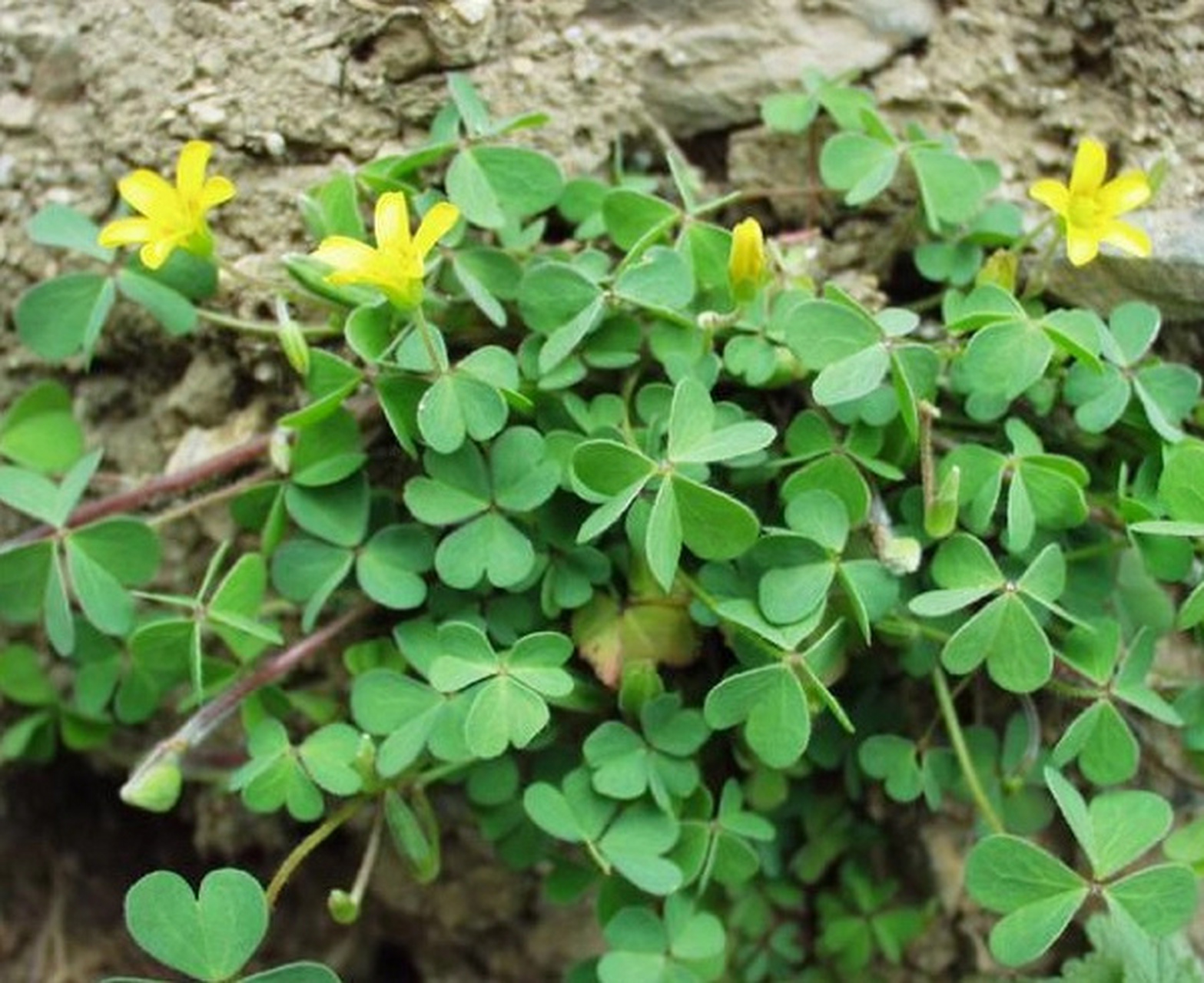 挖野菜～酸浆草 小时候吃过它的果实,酸酸的,长得像瓜子一样,我们就叫