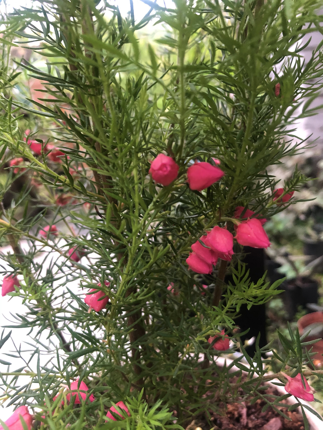 带有香草和柑橘味道的香味,可提炼精油~ 99波罗尼花素来被称之为