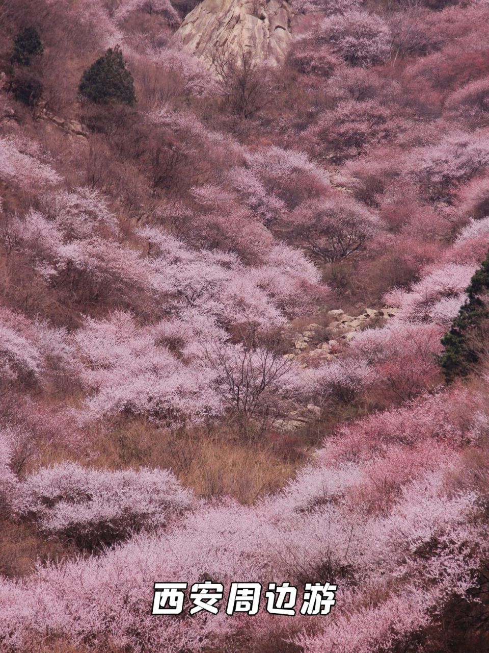 蓝田三凤山桃花沟路线图片