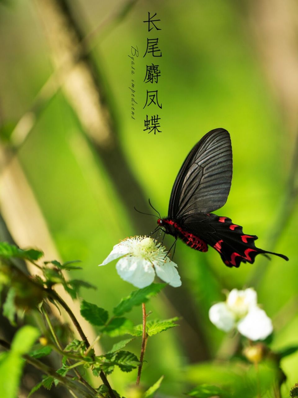 长尾麝凤蝶|春天的第一只蝴蝶 窗外青山谁与看, 草庐凤蝶苦争春.