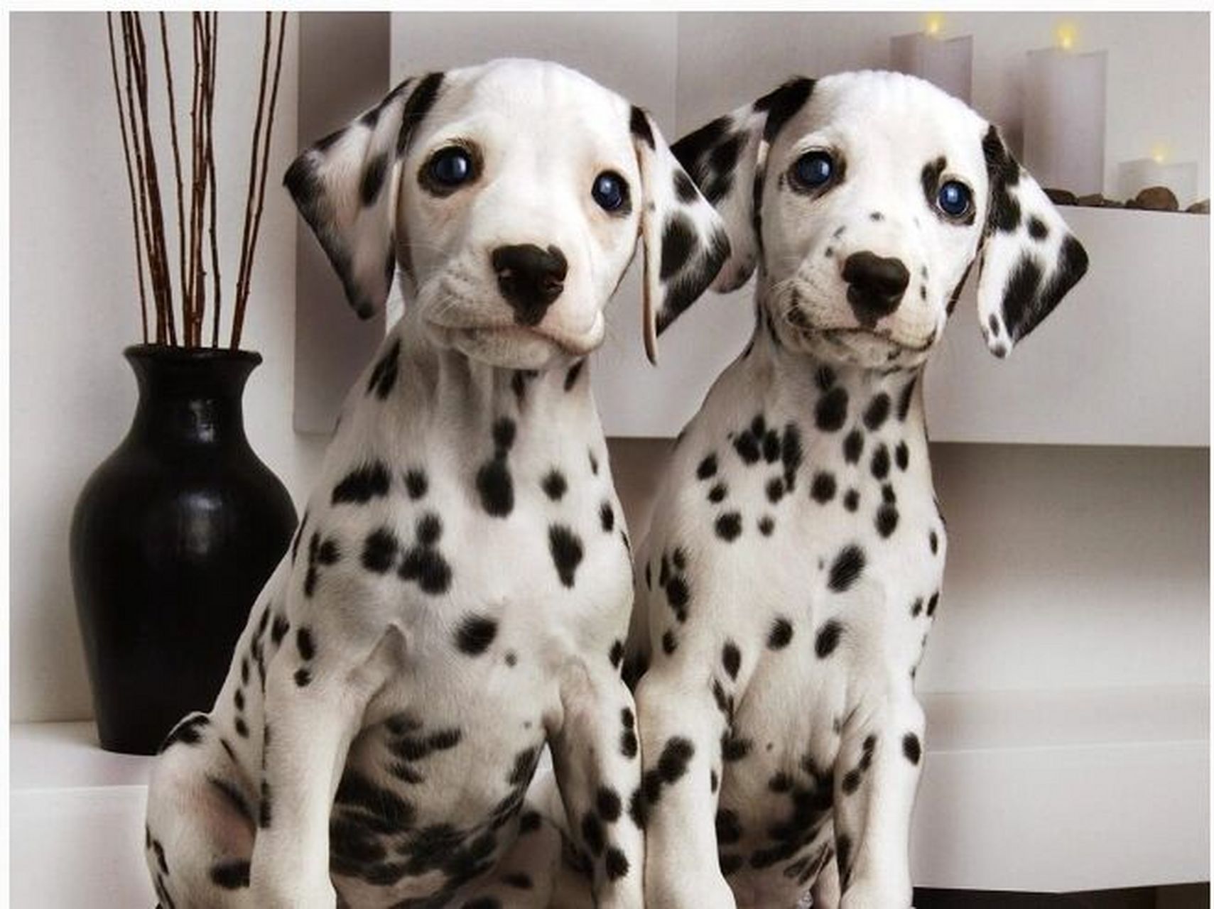 网图斑点狗 #我家宠物好可爱# #大麦町犬##斑点狗