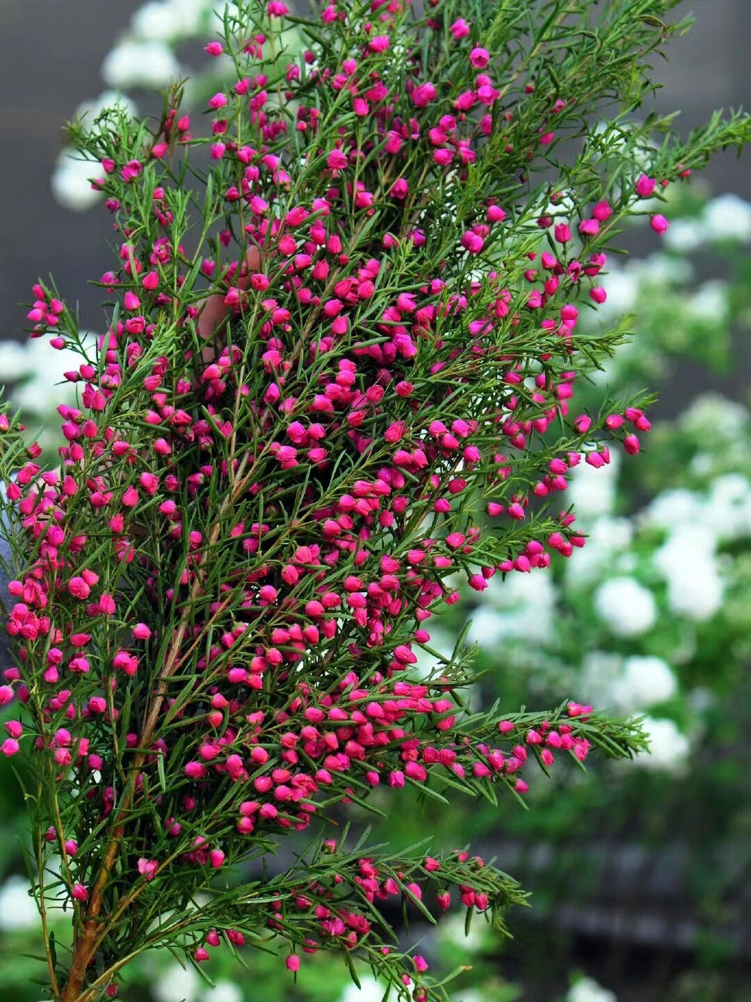 波罗尼花养护方法: 1.花枝切口剪掉2㎝,开口5㎝