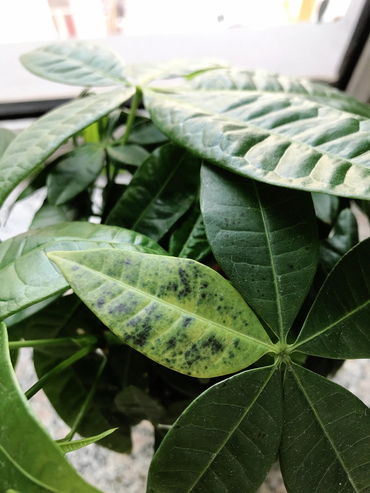 看发现黑斑长到其他叶子上面了, 第三个图片上面的叶子有透明的小点点