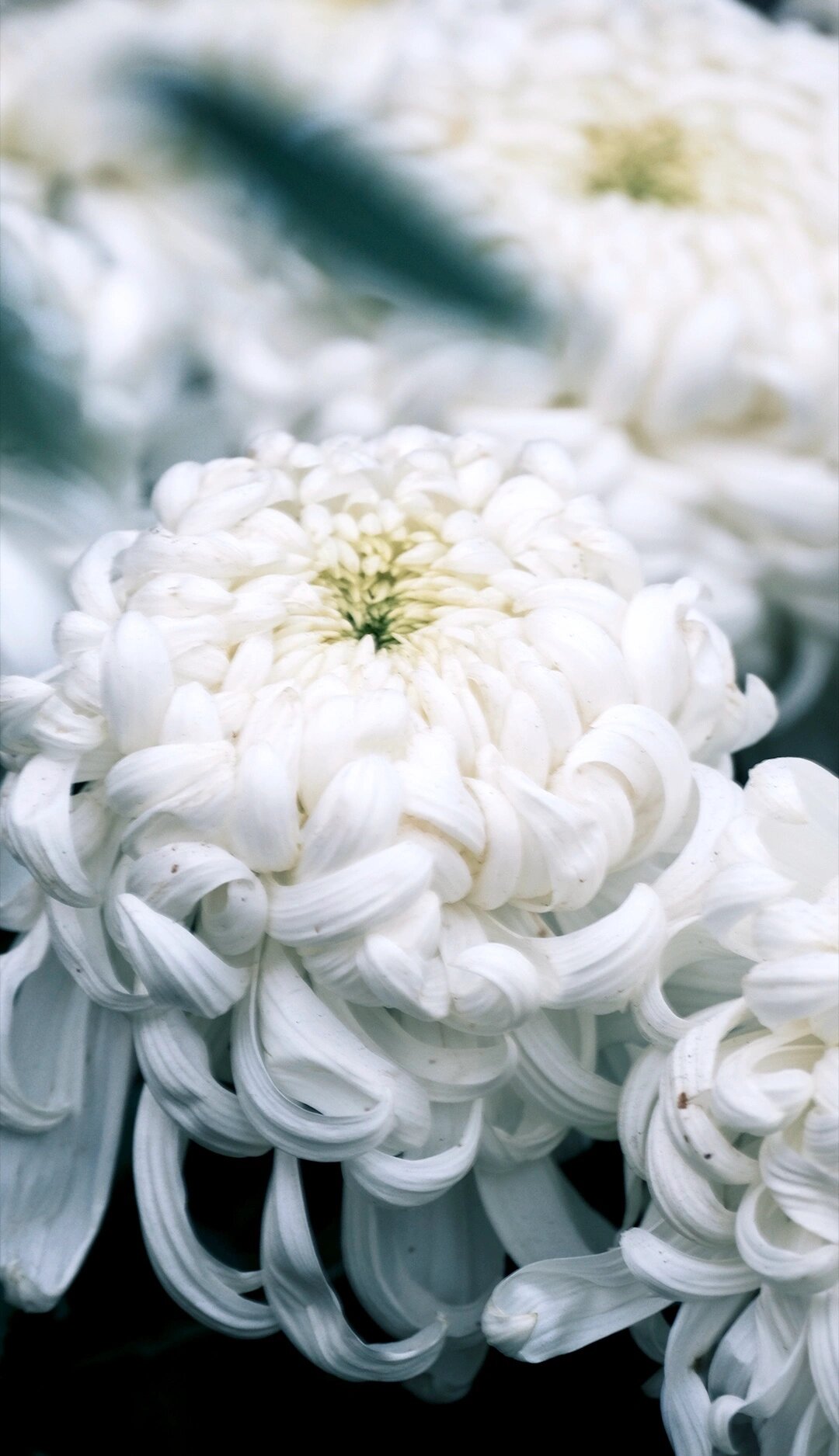 菊花里的白月光 | 白色的菊花真的好美