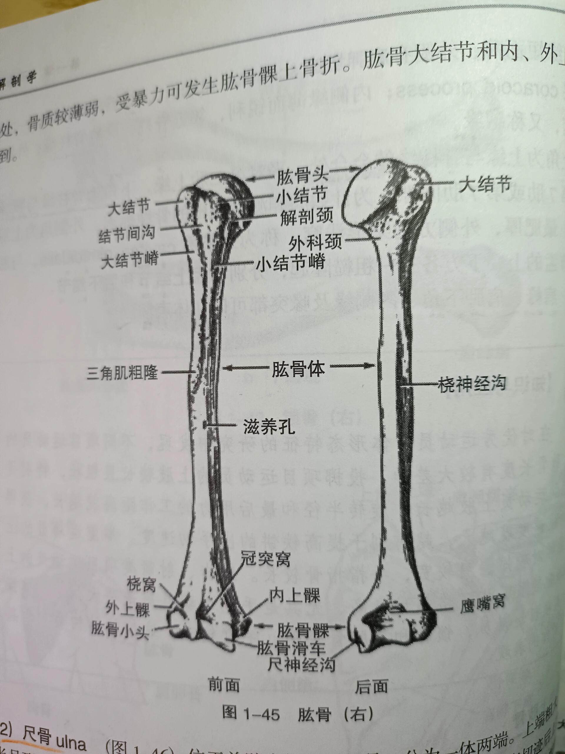 上端有肱骨头