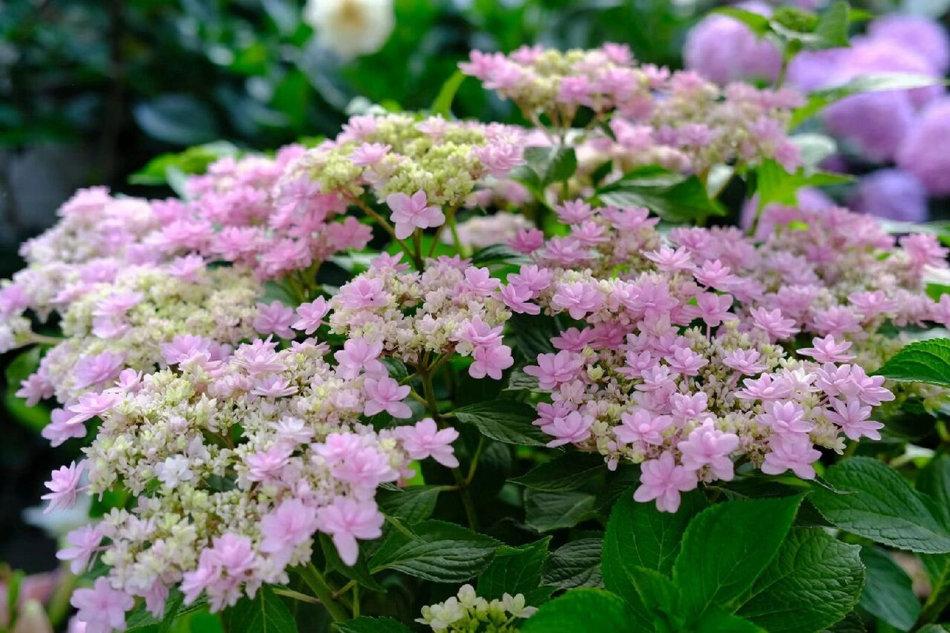 轻盈,花色柔美,平顶绣球里的必种品种   (旗舰店)