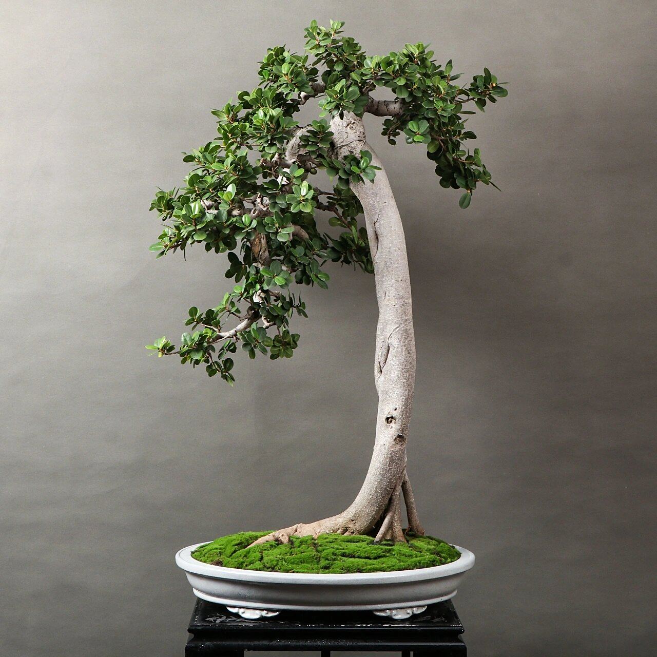 金钱榕 老桩金钱榕盆景#盆栽植物# #植物# #盆景# #盆栽# #绿植