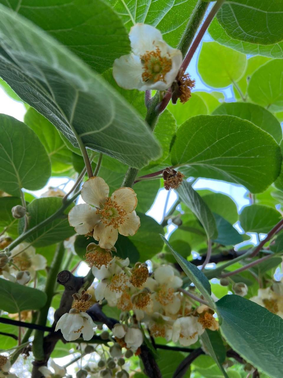 这个猕猴桃花是公花还是母花?