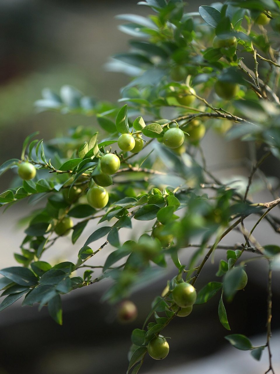 黑骨茶的果子 #黑骨干# #小叶紫檀# #盆景# #茶空间# #我爱绿植# #一