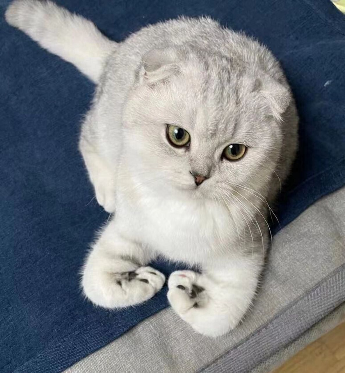 折耳银渐层 .富贵来报到啦