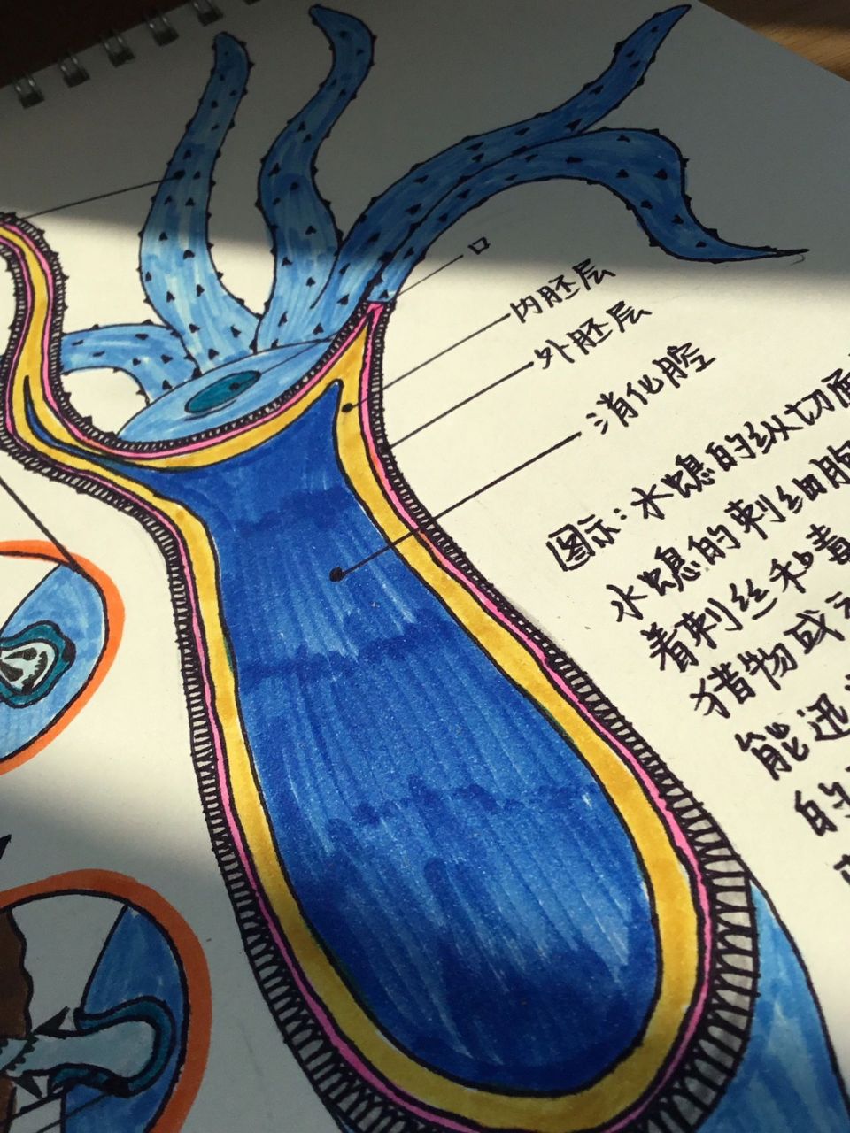 八上生物第一章第一节水螅纵切图 就是第一张啦,耗费了我44分钟的心血