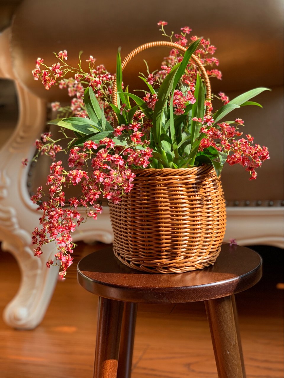 文心兰 好看又好闻的文心兰,阵阵奶油香飘香四溢红