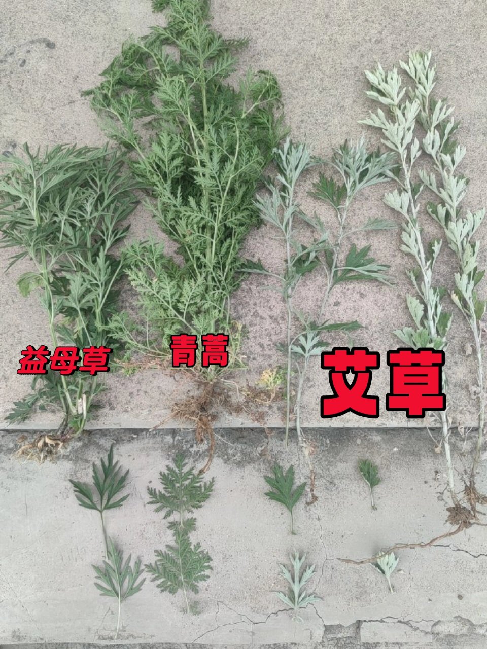一张图教你辨别真正的艾草 傻傻分不清的看过来,保姆级教程.