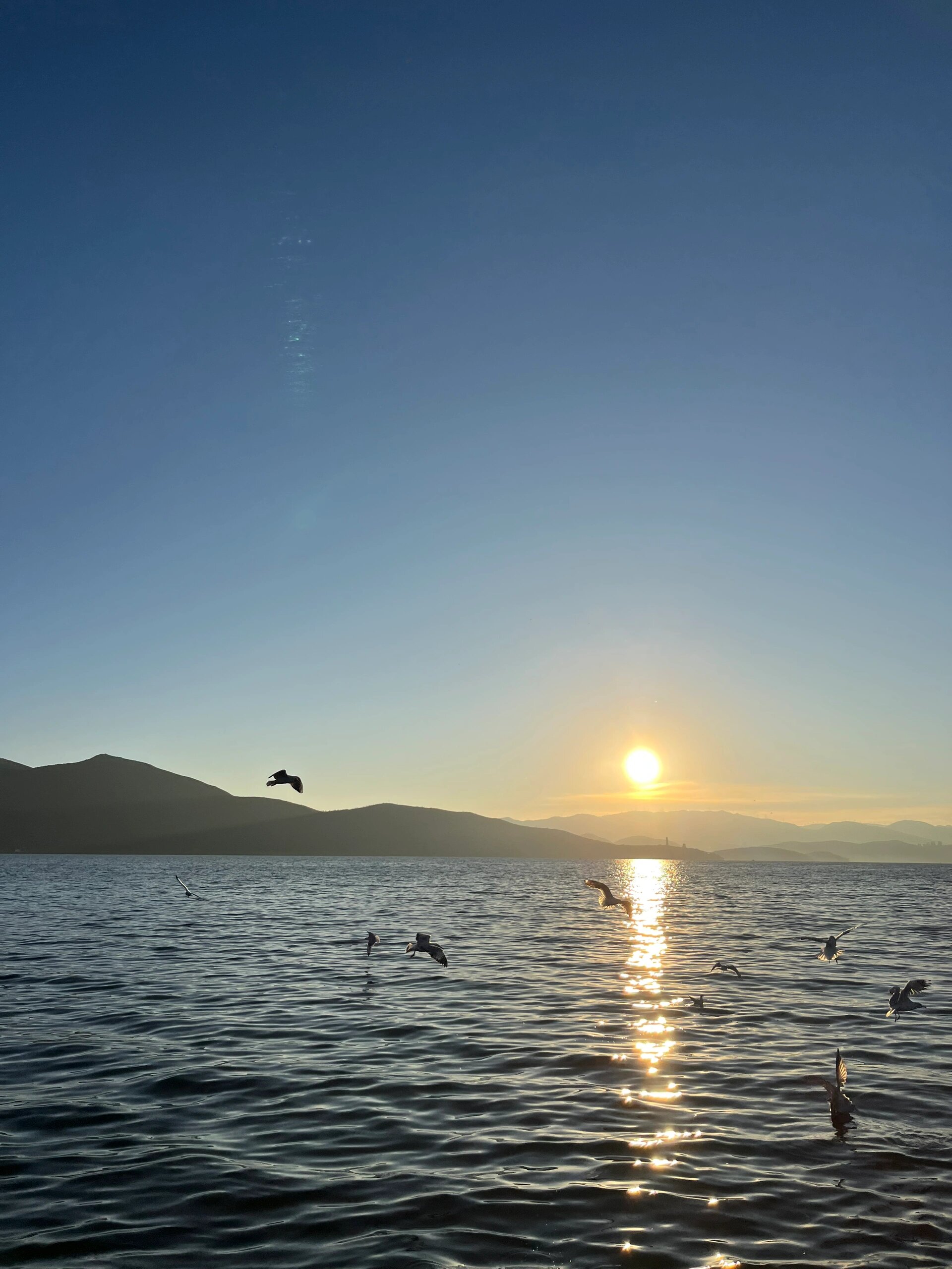 大理才村码头早上7点半的日出与海鸥