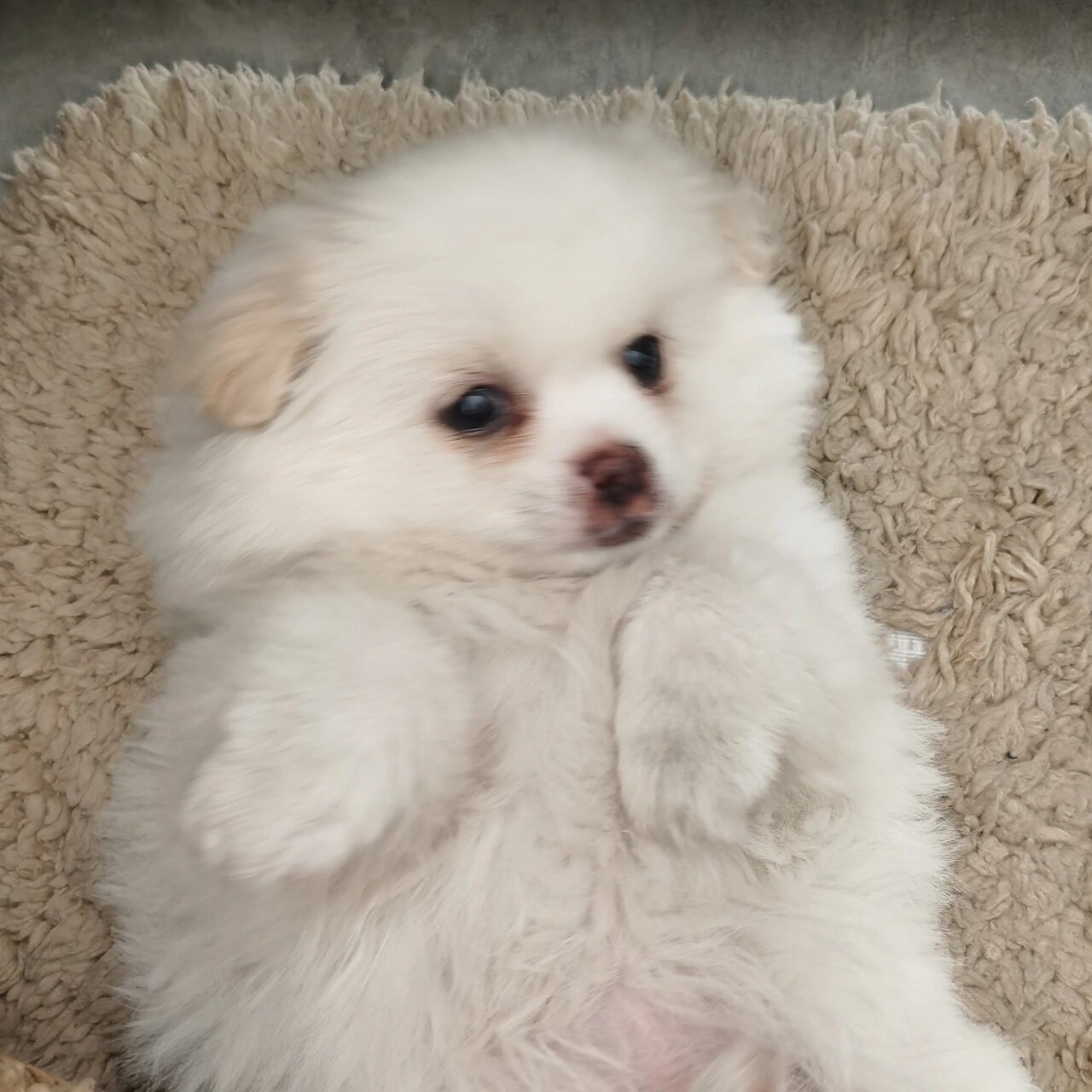 小博美串,长大了