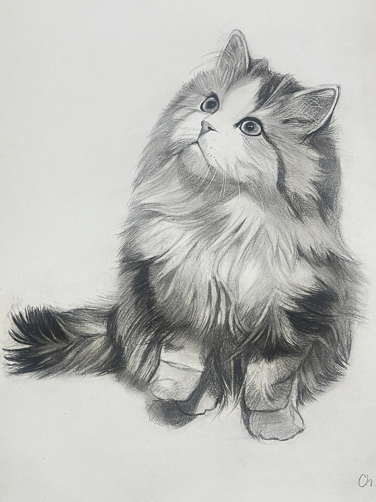 素描猫猫过程图
