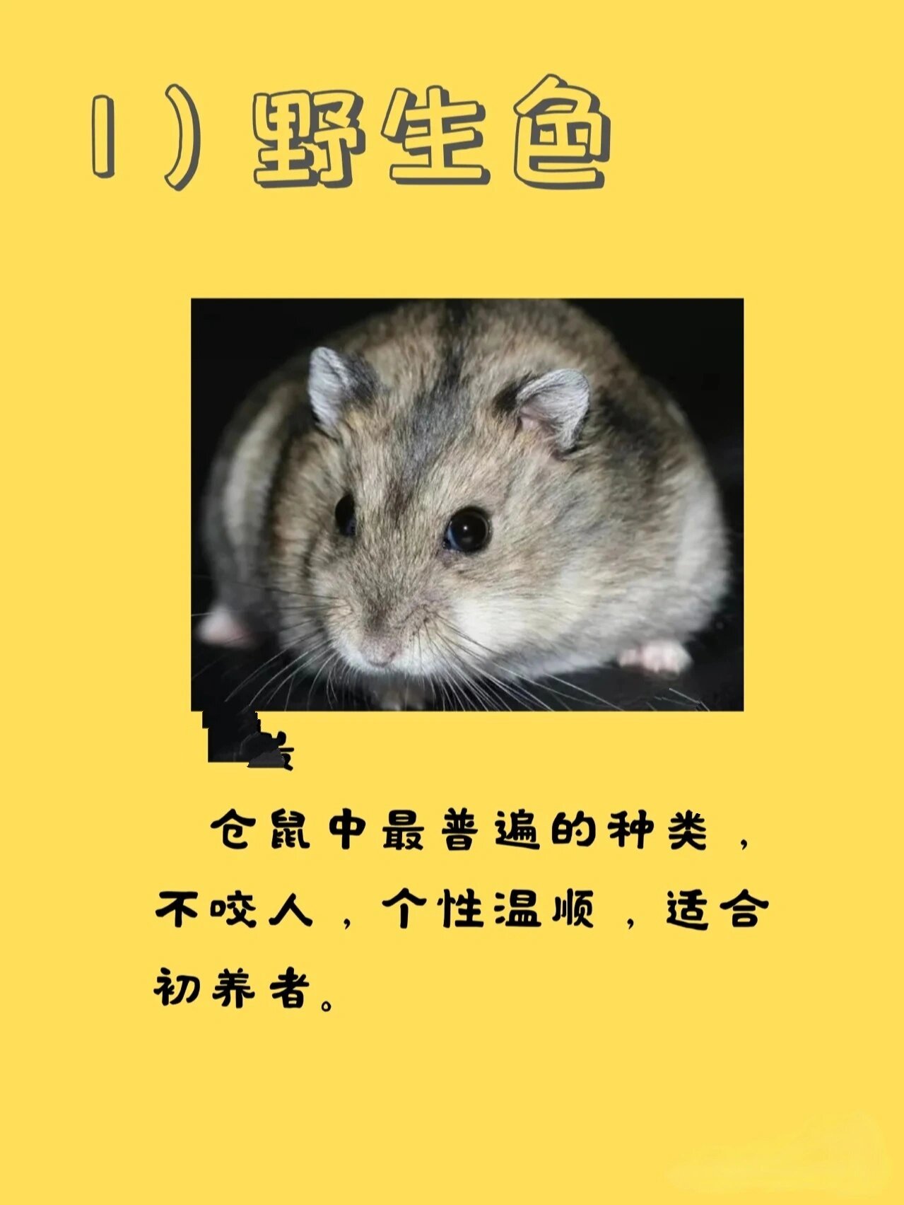 仓鼠篇