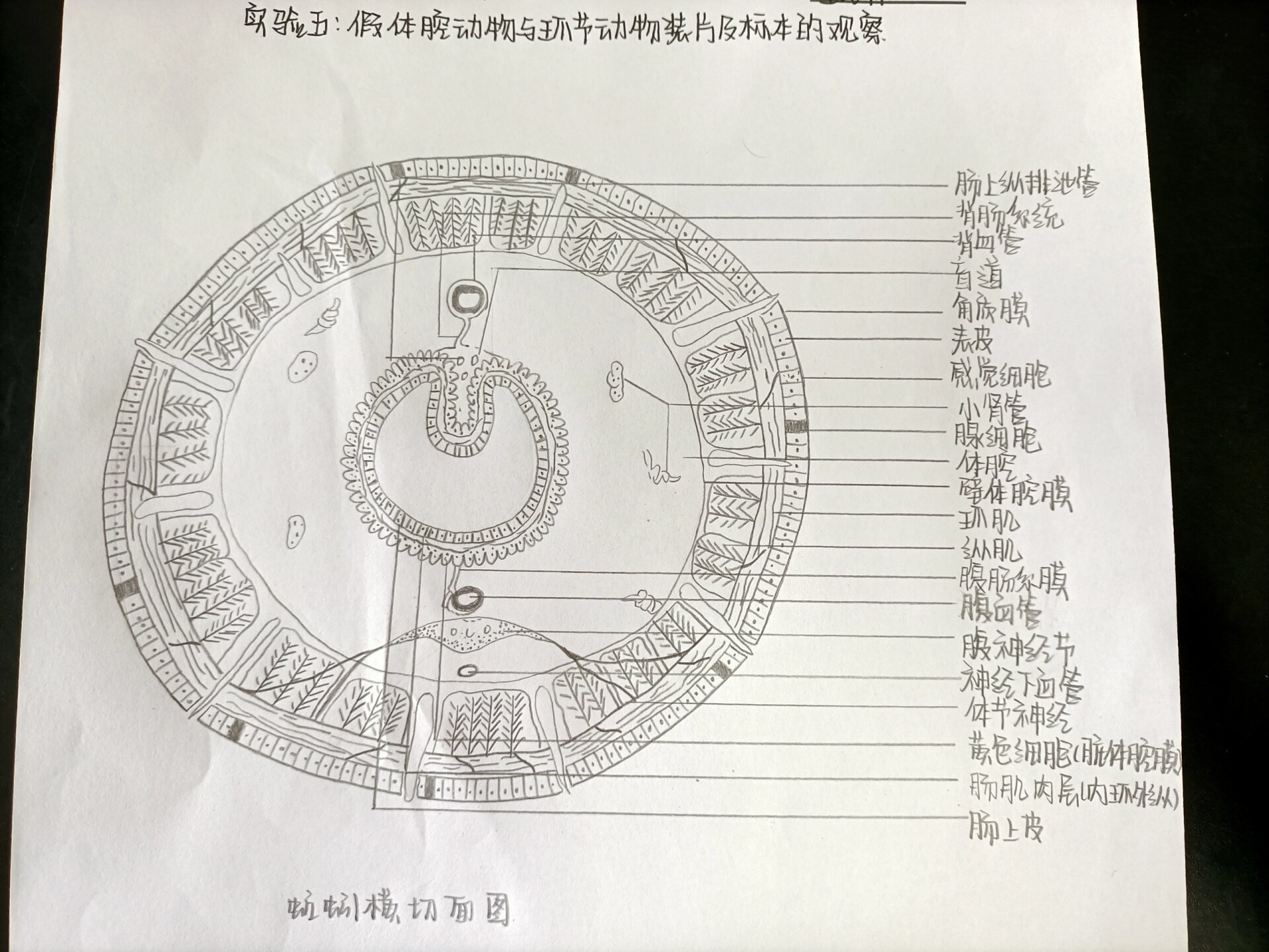 蚯蚓横切面图