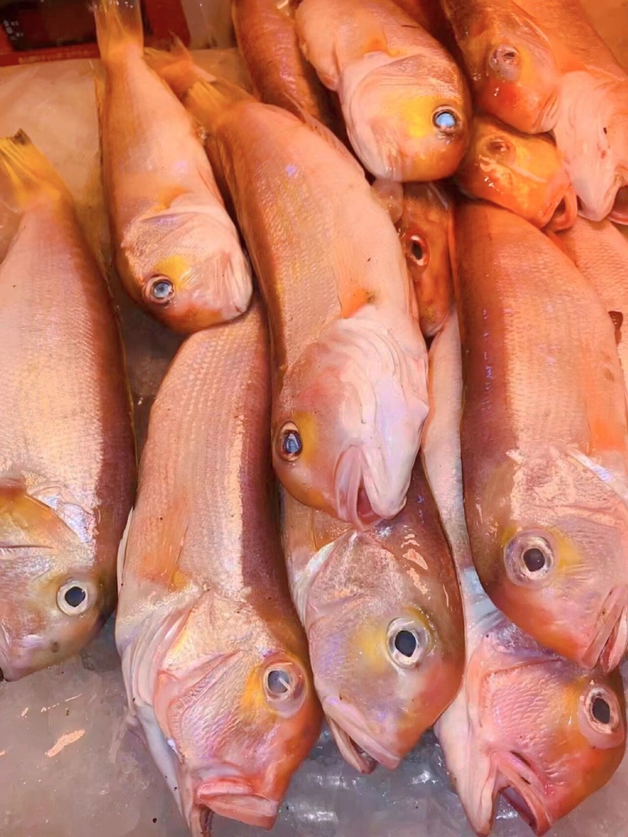 野生马头鱼95请推给爱吃鱼的宝贝 鱼鳞都不用刮的马头鱼95 刺少