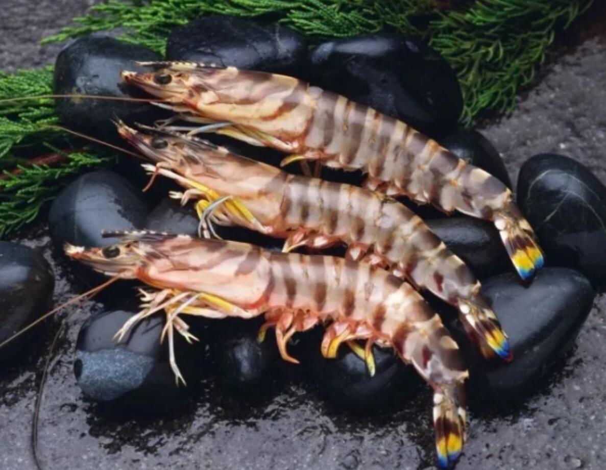 一文看懂斑节虾和斑节对虾