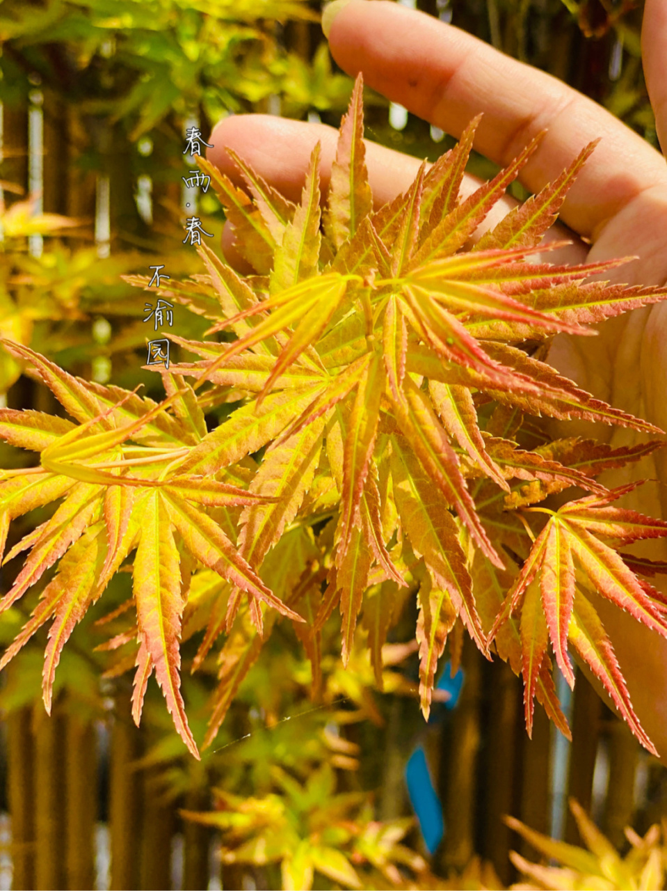 枫树展叶之魅7祖母鬼,春雨… #不渝园枫树##我的秘密花园# 今天刚拍的