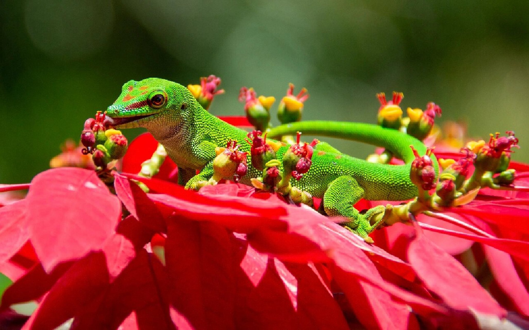 博物 | 马达加斯加巨人日行守宫 爬行纲-有鳞目-蜥蜴亚目-壁虎下目