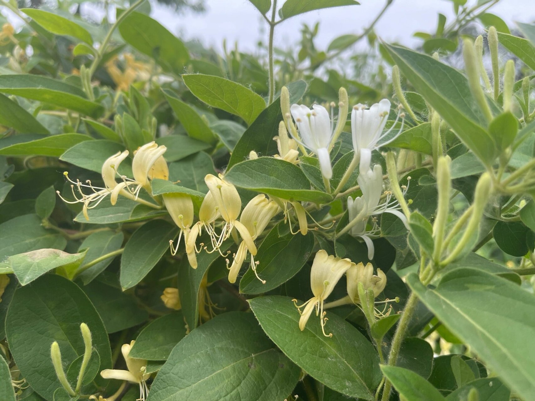 金银花其藤蔓为:忍冬藤 经冬不凋名 金银花其藤蔓为:忍冬藤 经冬不凋