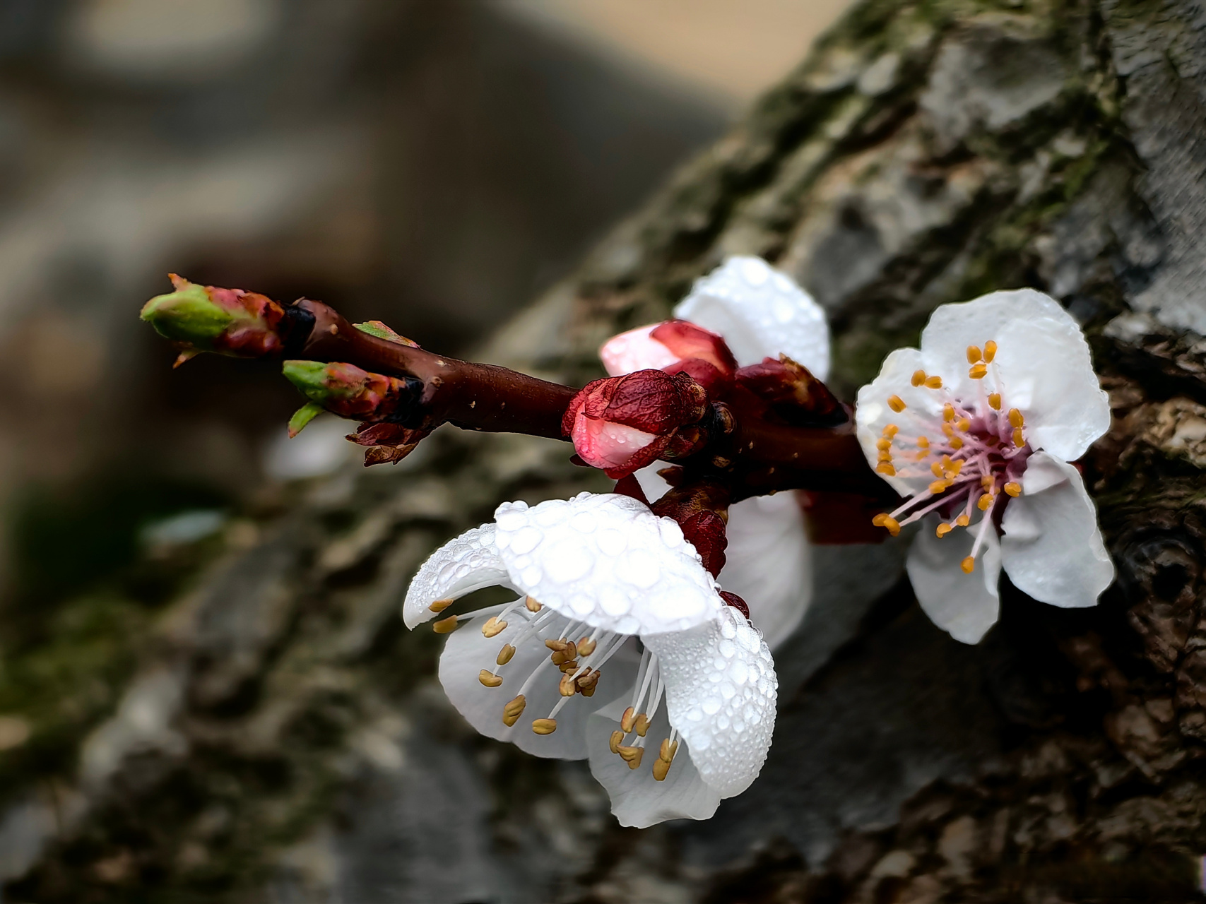 振兴新突破辽宁杠杠滴#     #辽宁好网民守法好公民#    大孤山杏花