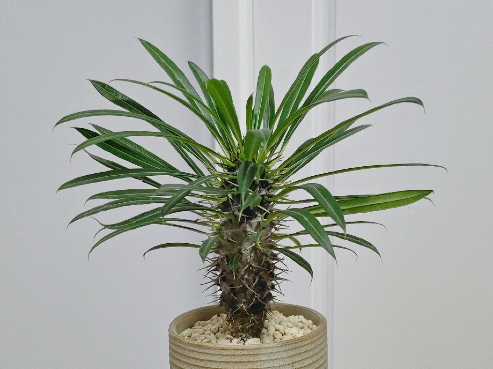 8|非洲霸王树 91非洲霸王树(学名:pachypodium lamerei drake)是