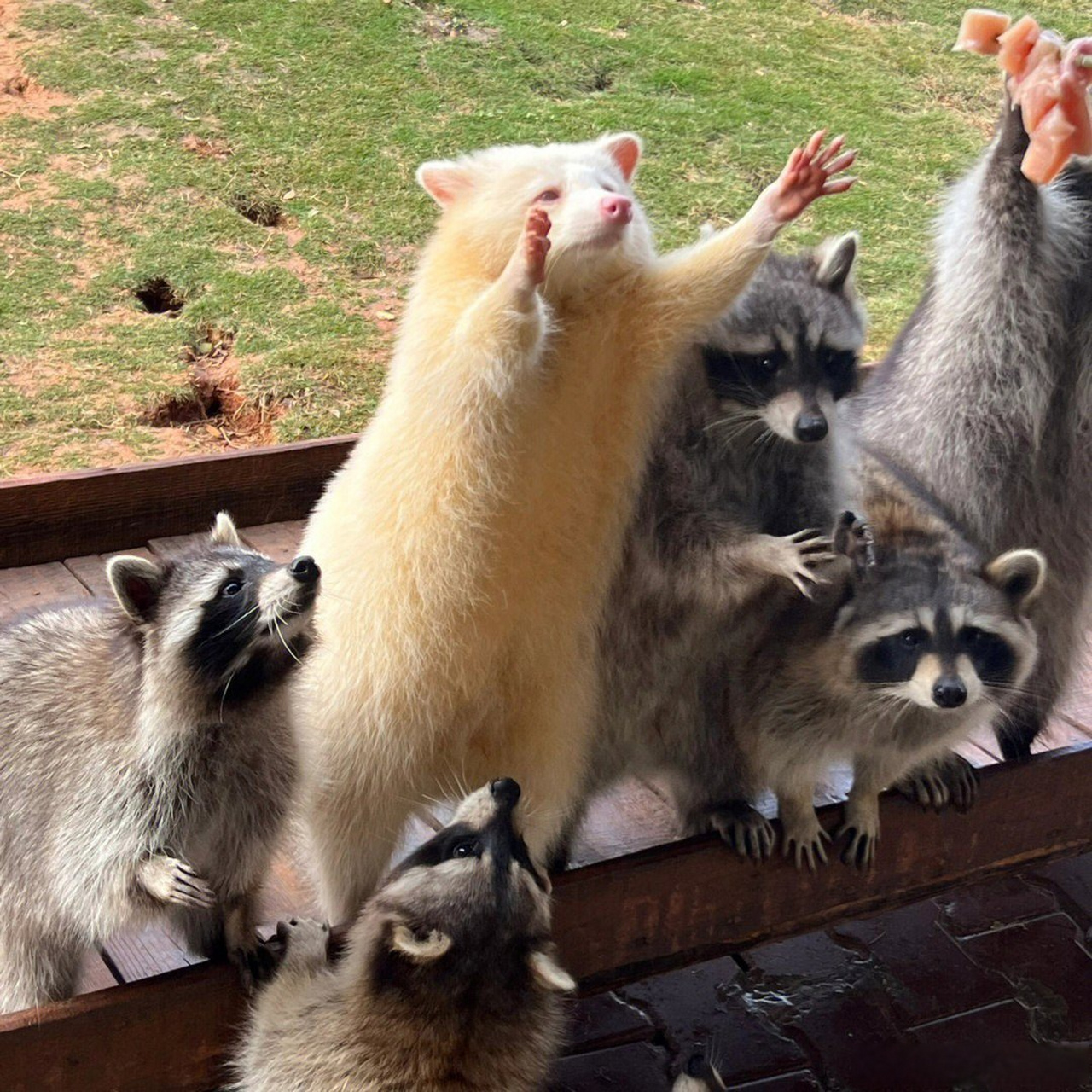 谁能拒绝一只白色小浣熊呢