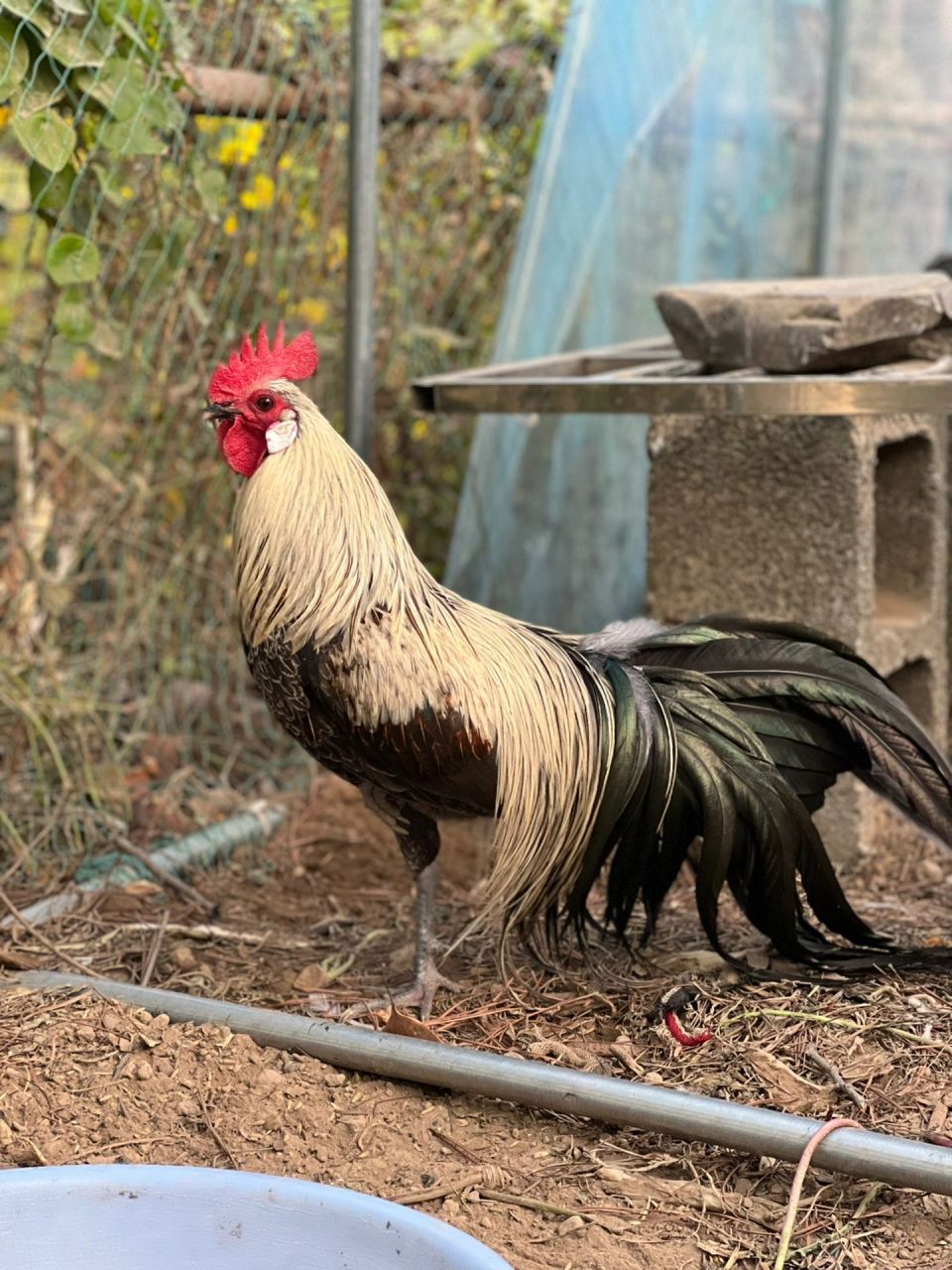 长尾鸡怎么会这么好看 怎么会这么好看