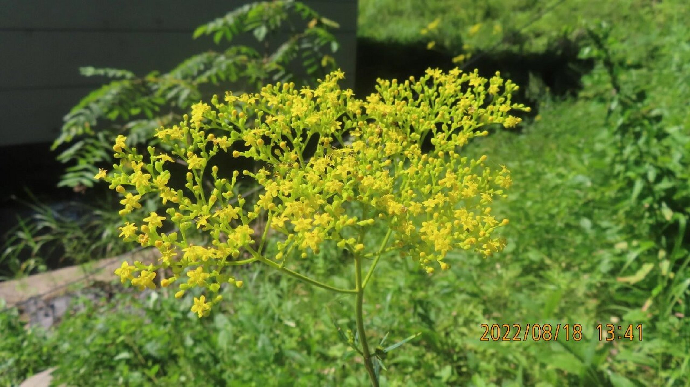 黄花败酱,败酱科败酱属多年生草本植物 因根部有腐败大酱的气味得名