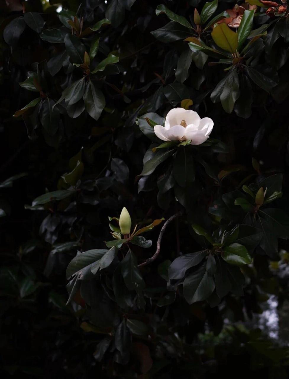 植物笔记|荷花玉兰(广玉兰树) 979797 【原产地】北美洲东南部.