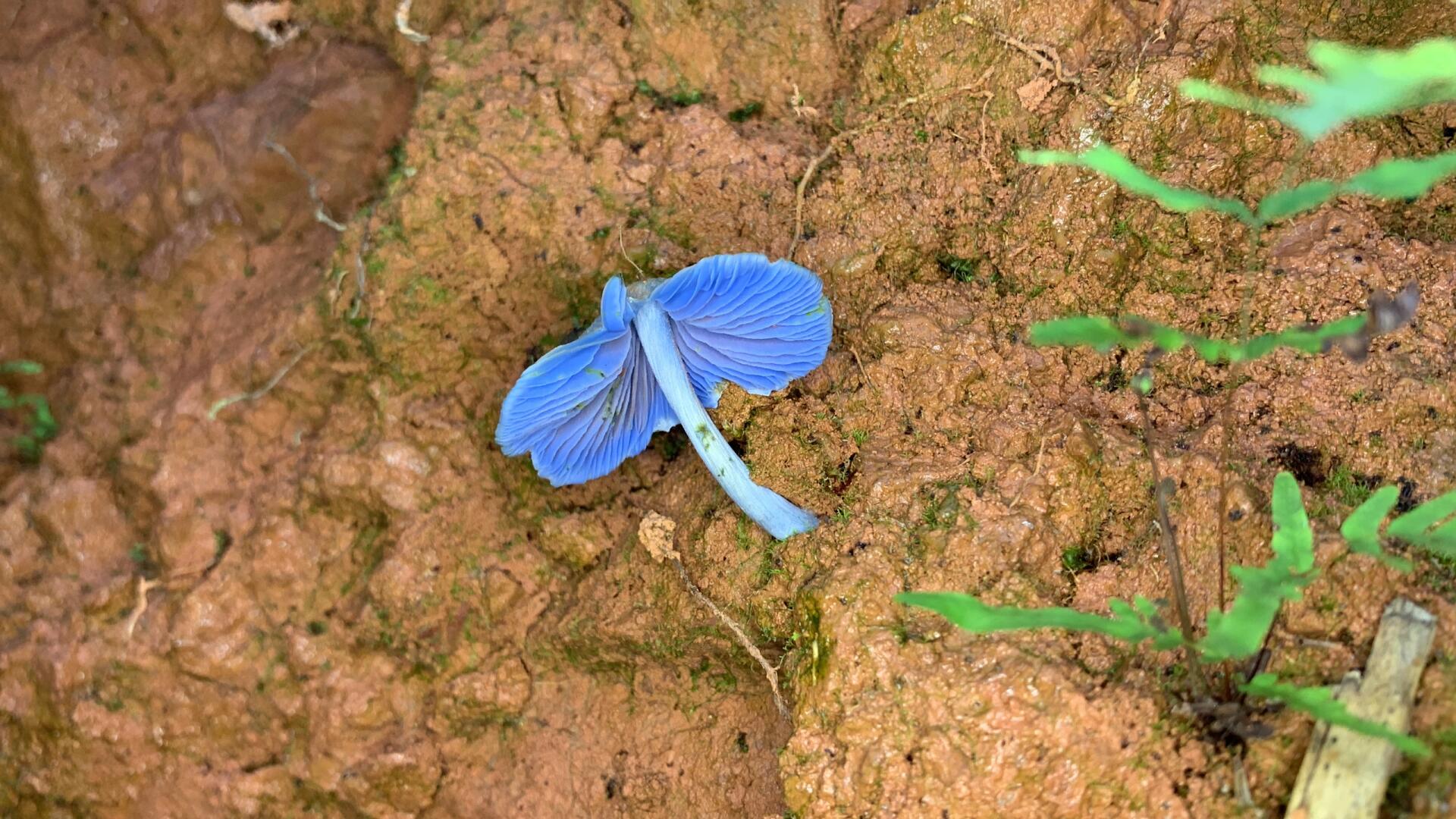 难瘦香菇图片