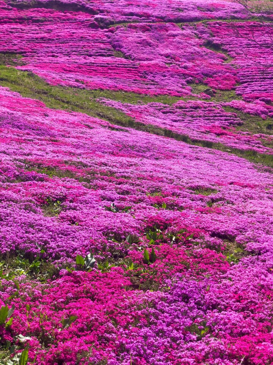 昆嵛山石门里的芝樱盛开的季节,我真的超爱芝樱,今年景区给花海又扩了
