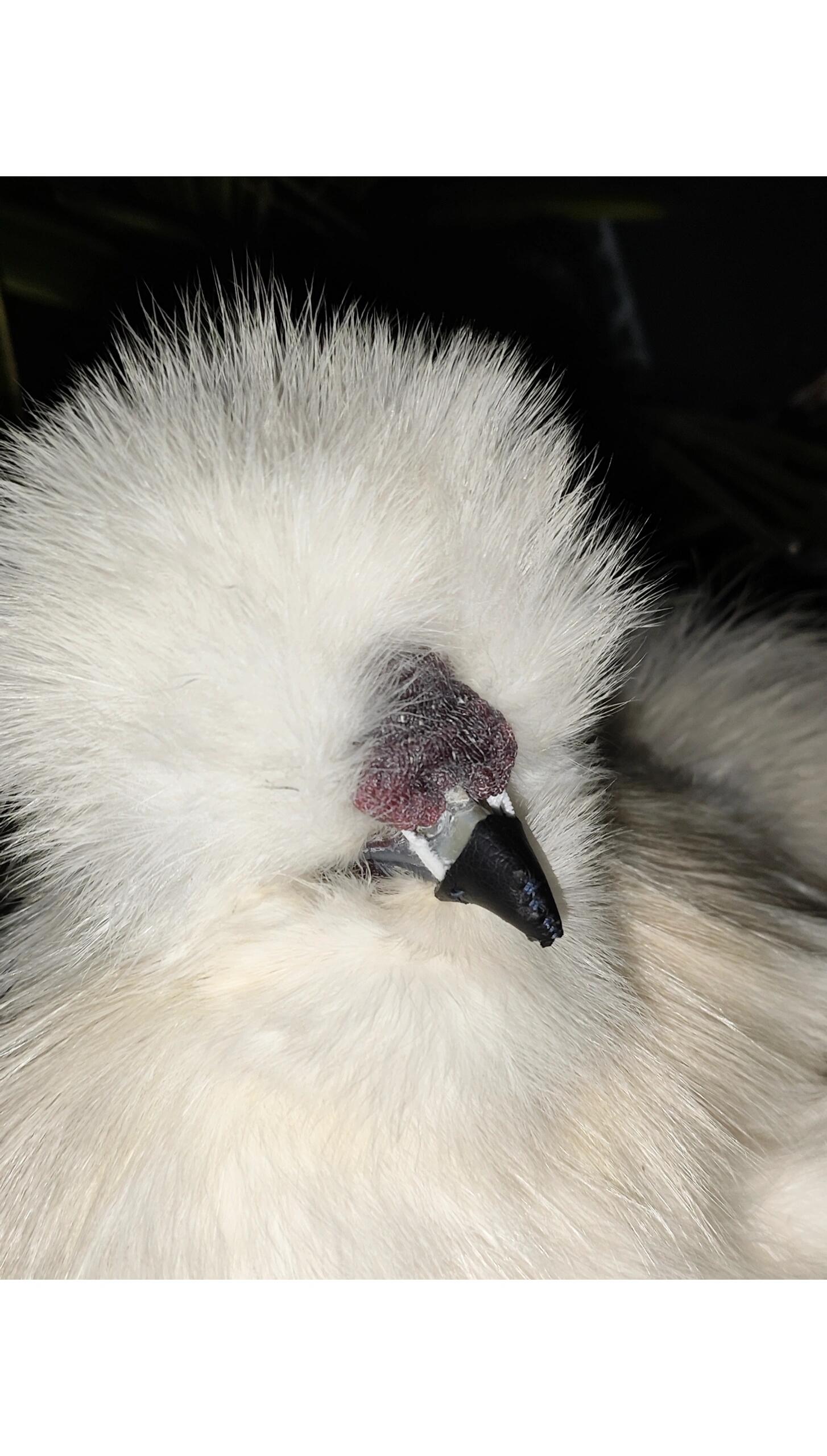 城市养公鸡防打鸣血泪史