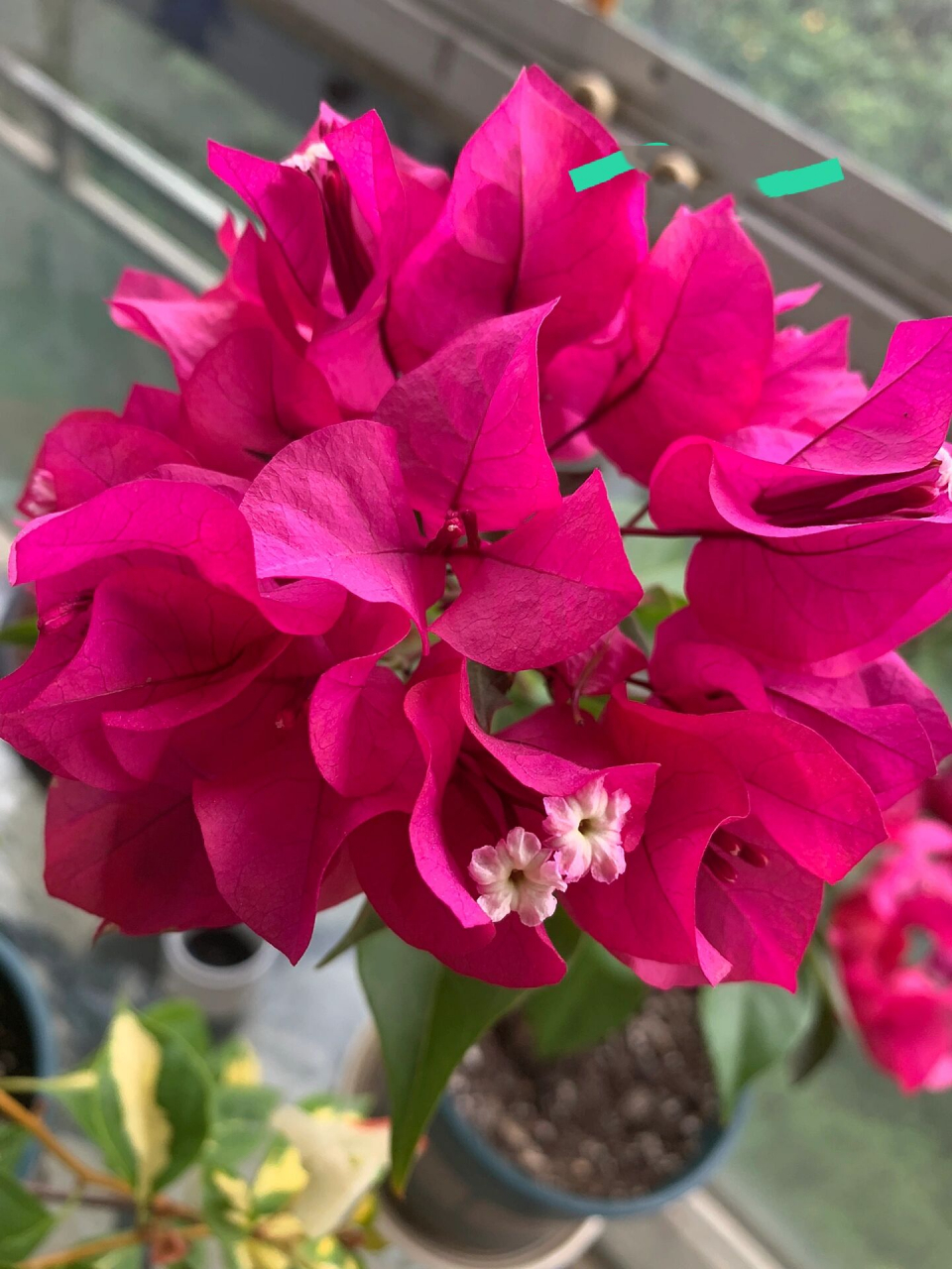 三角梅菲菲娜和黑玫瑰开花对比图 三角梅菲菲娜和黑玫瑰10月开花对比