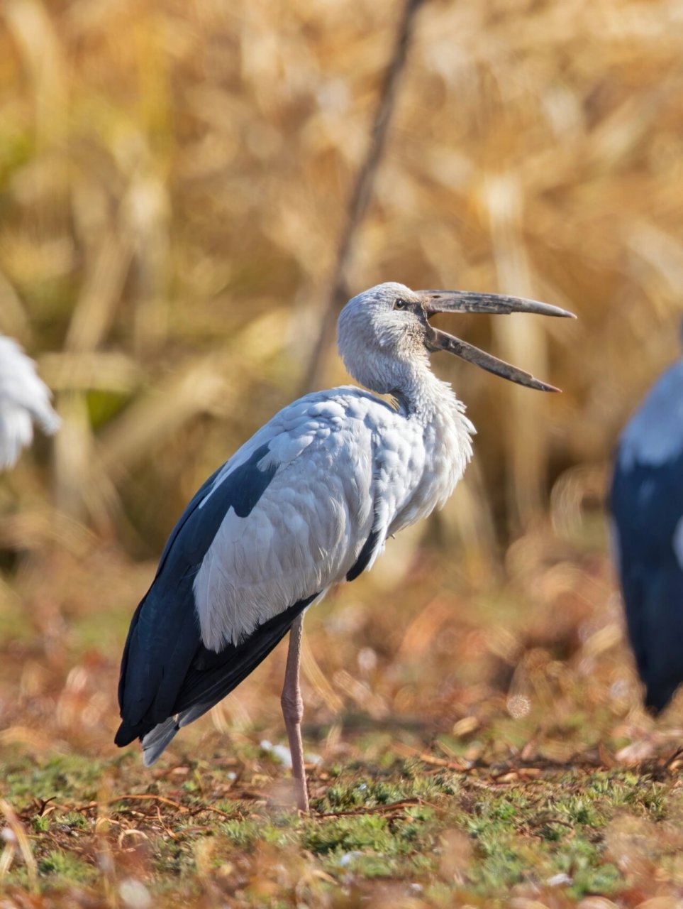 这种鸟嘴巴长了个大钳子 钳嘴鹳 原创拍摄于2022.