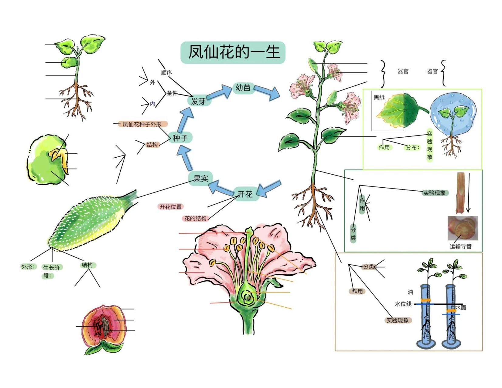教科版科学四年级下册凤仙花的一生 思维导读记忆版和学生填空版,建议