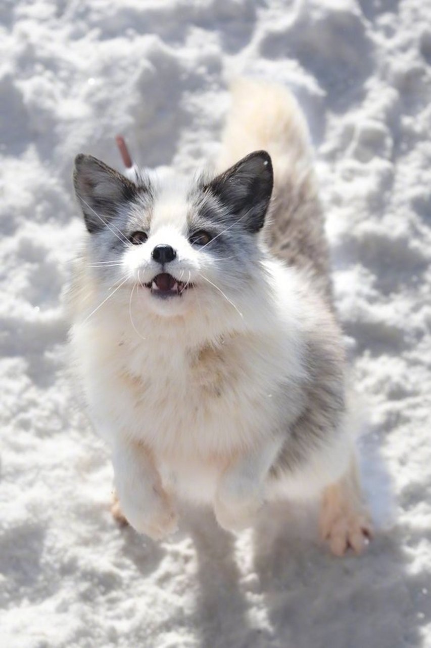 长得像猫的白金狐狸,果然狐狸是猫