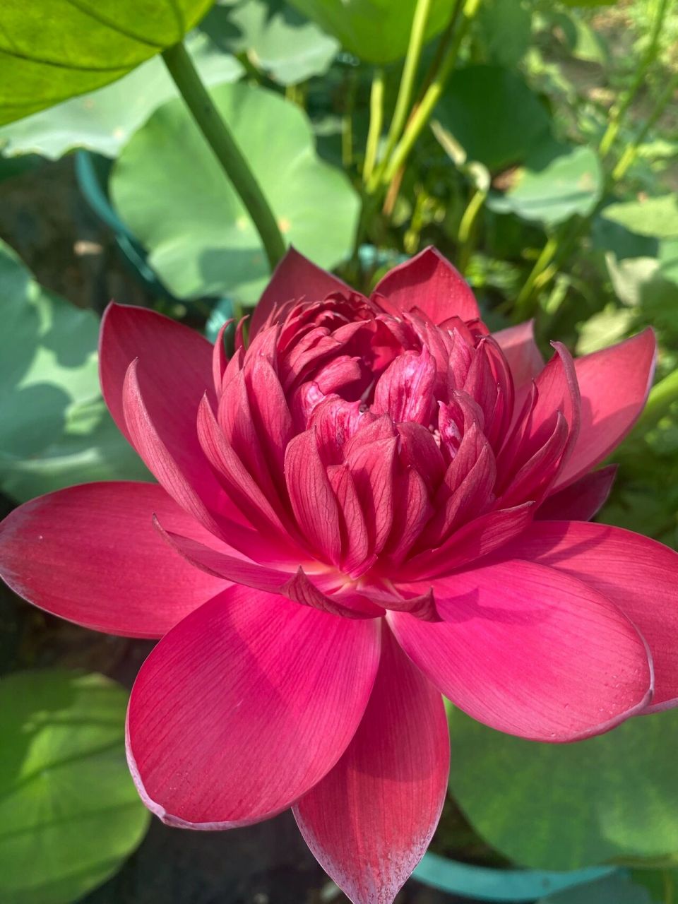 红色荷花品种 我比较喜欢这款荷花 颜色纯正艳丽 复瓣可人