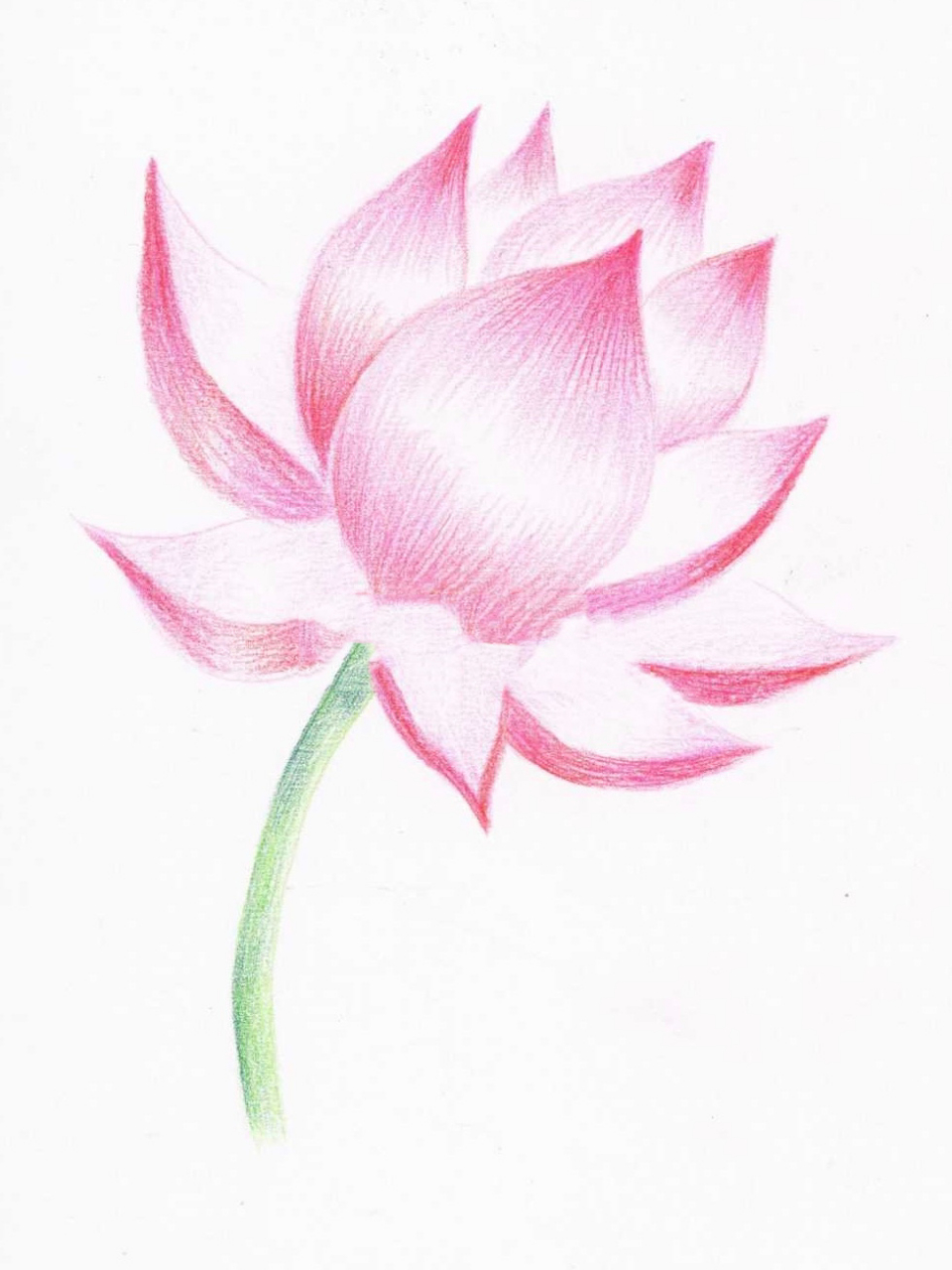 英文名称:lotus flower):属毛茛目莲科,是莲属二种植物的通称.