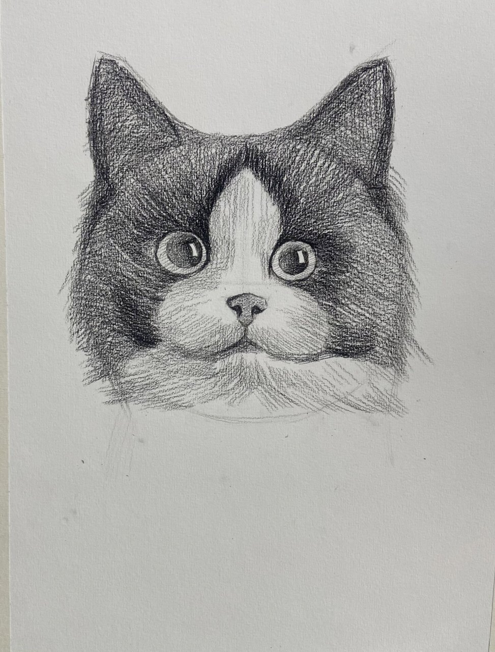 素描动物教学(猫咪篇)附过程图 工具:碳笔,时间一小时#零基础学画画