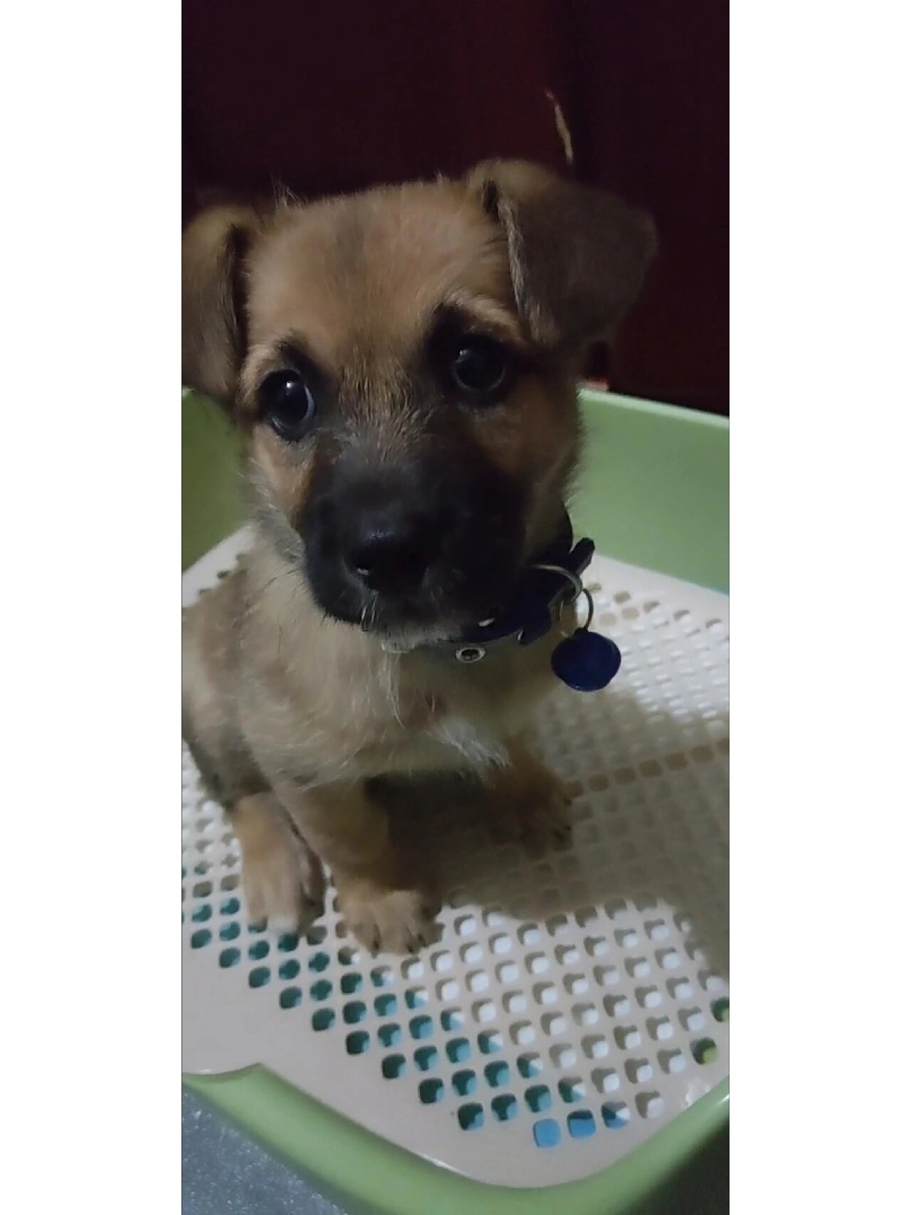 秋灵诚黄犬 有没有人了解中华田园犬呀,看看我的秋灵诚黄犬纯吗?