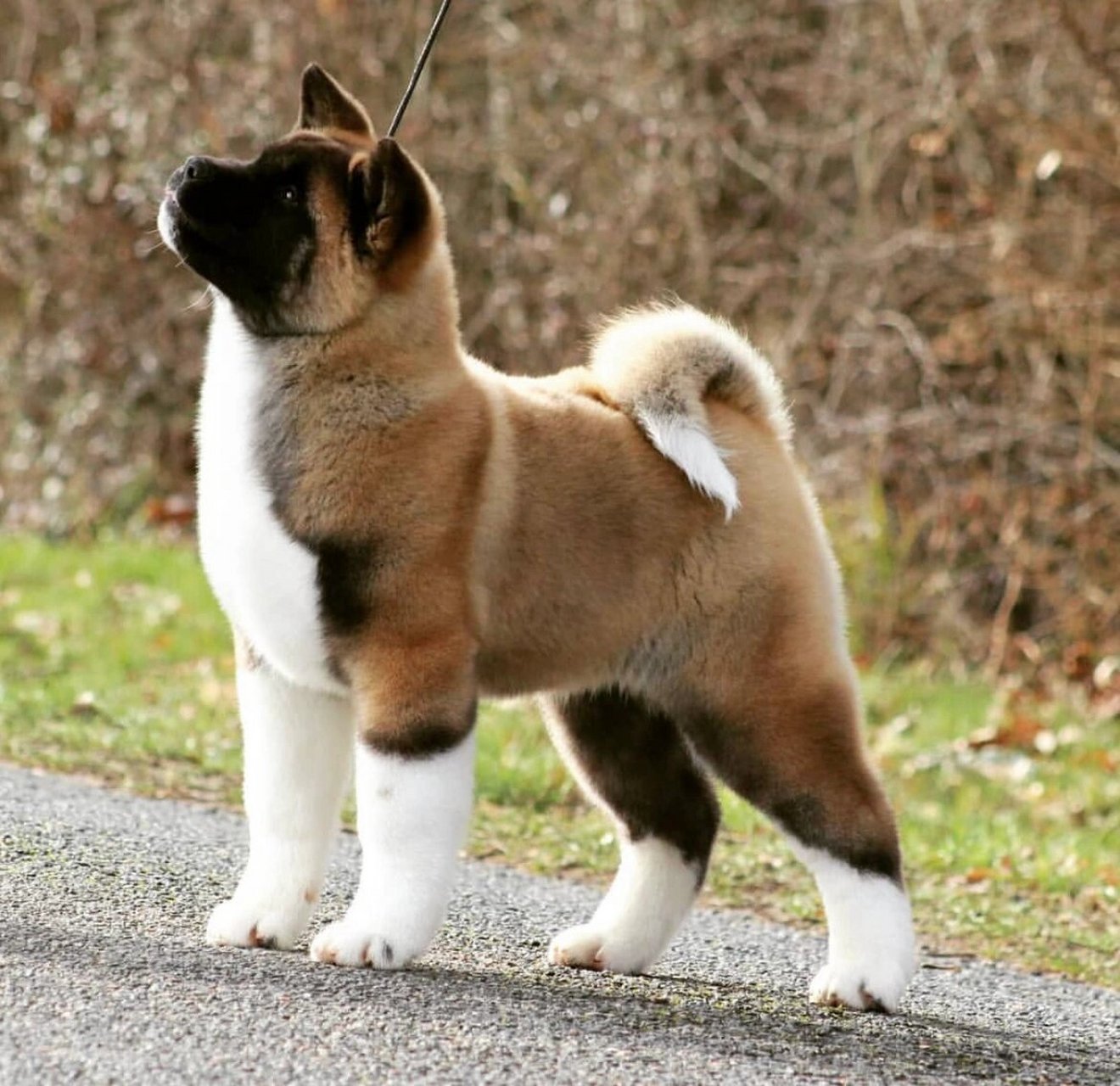 黄金熊93——美国秋田犬 美国秋田给人的留下的关键词是 厚重,强壮