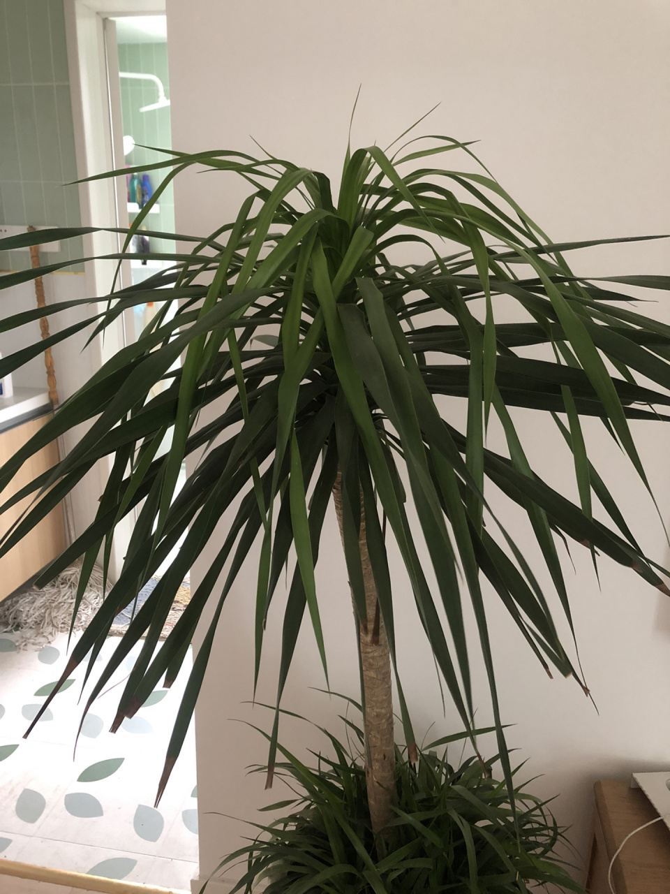 我的龙血树怎么全耷拉下来了 好丑啊