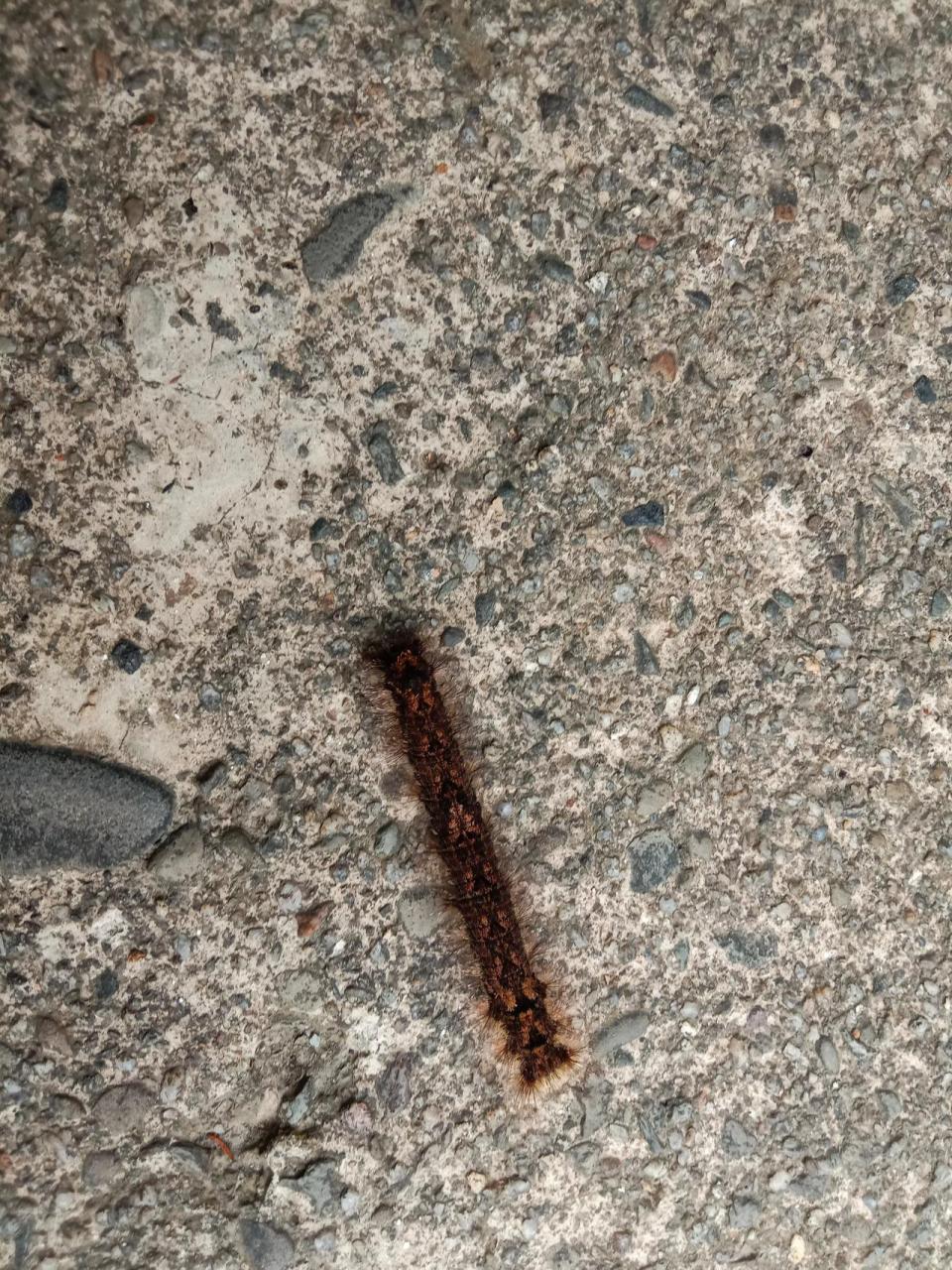 这条毛辣子,是这个季节山里的明星,我们客家话叫它杨梅鞑,你们叫它