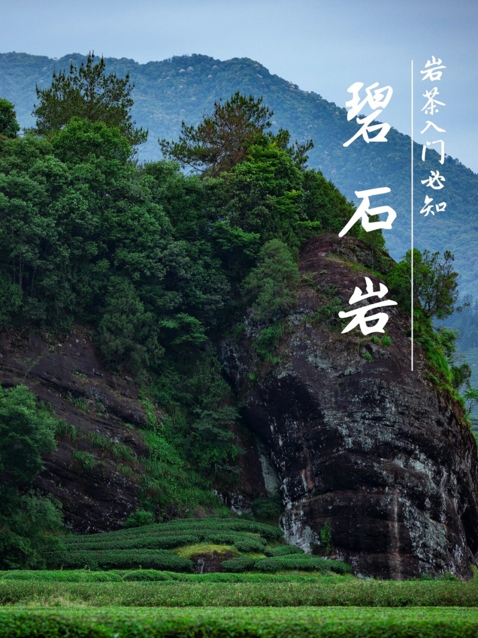 岩茶基础知识|武夷正岩之碧石岩|干货分享 碧石岩,武夷山九十九名岩之